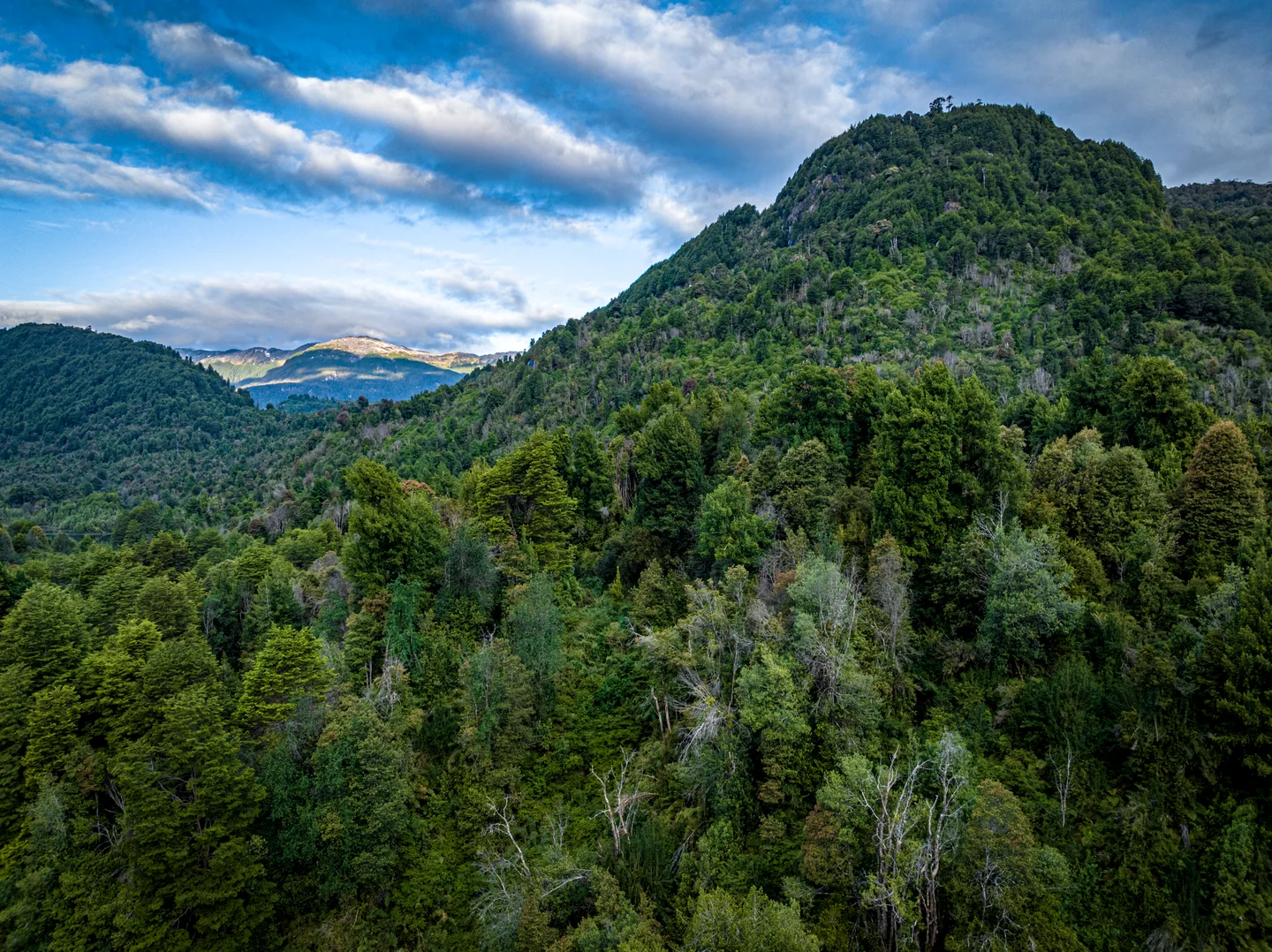 Slopes covered with native forest under a cloudy sky