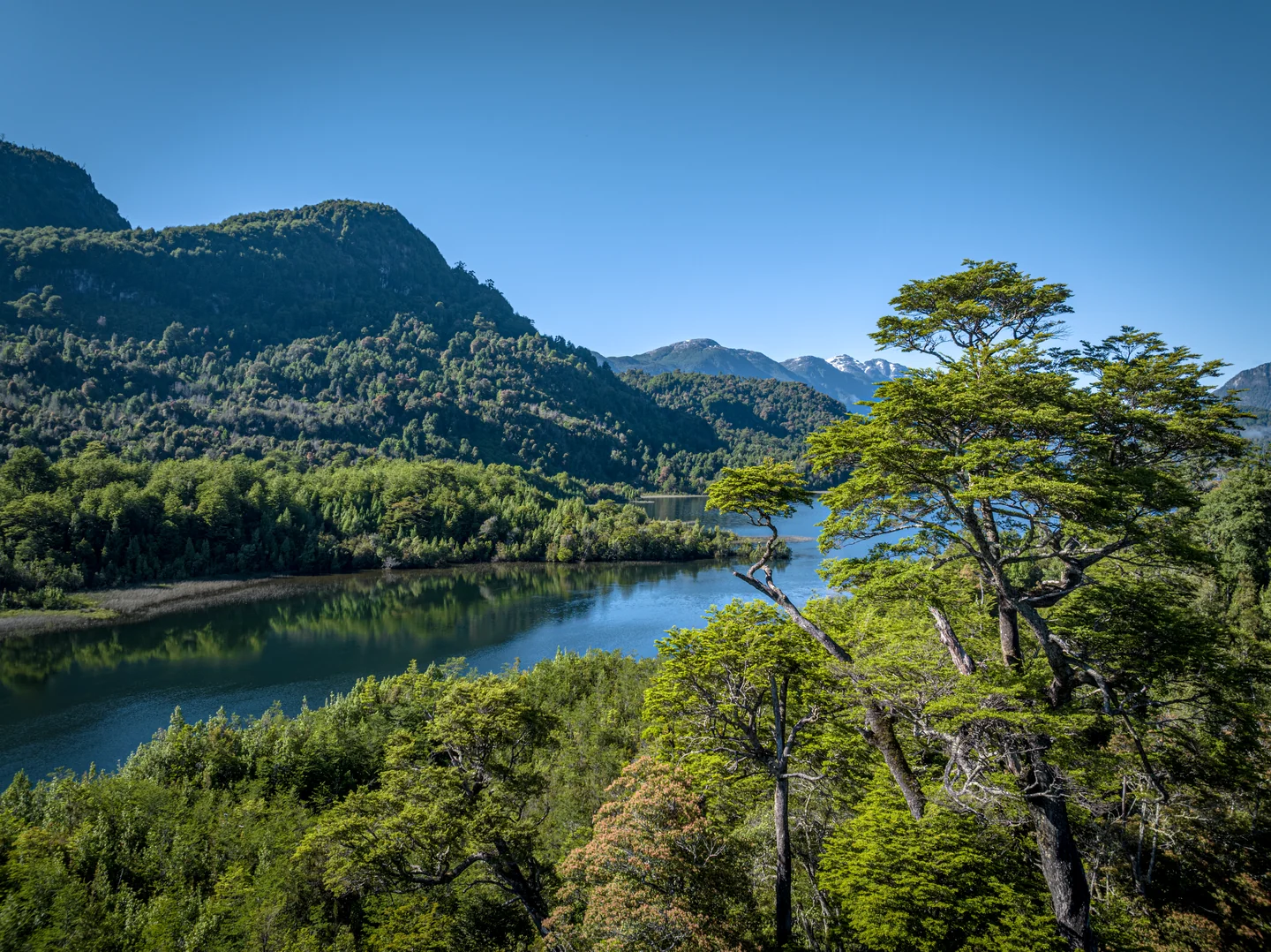 View of the lake through the treetops of the native forest