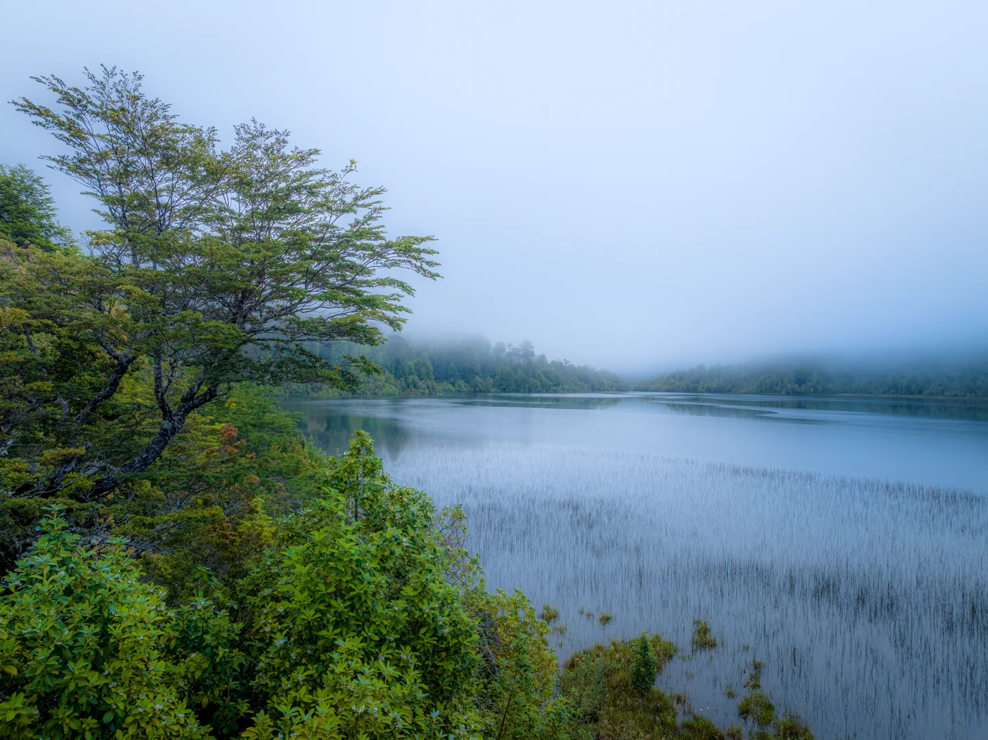 Tree by the shore and aquatic plants wrapped in mist