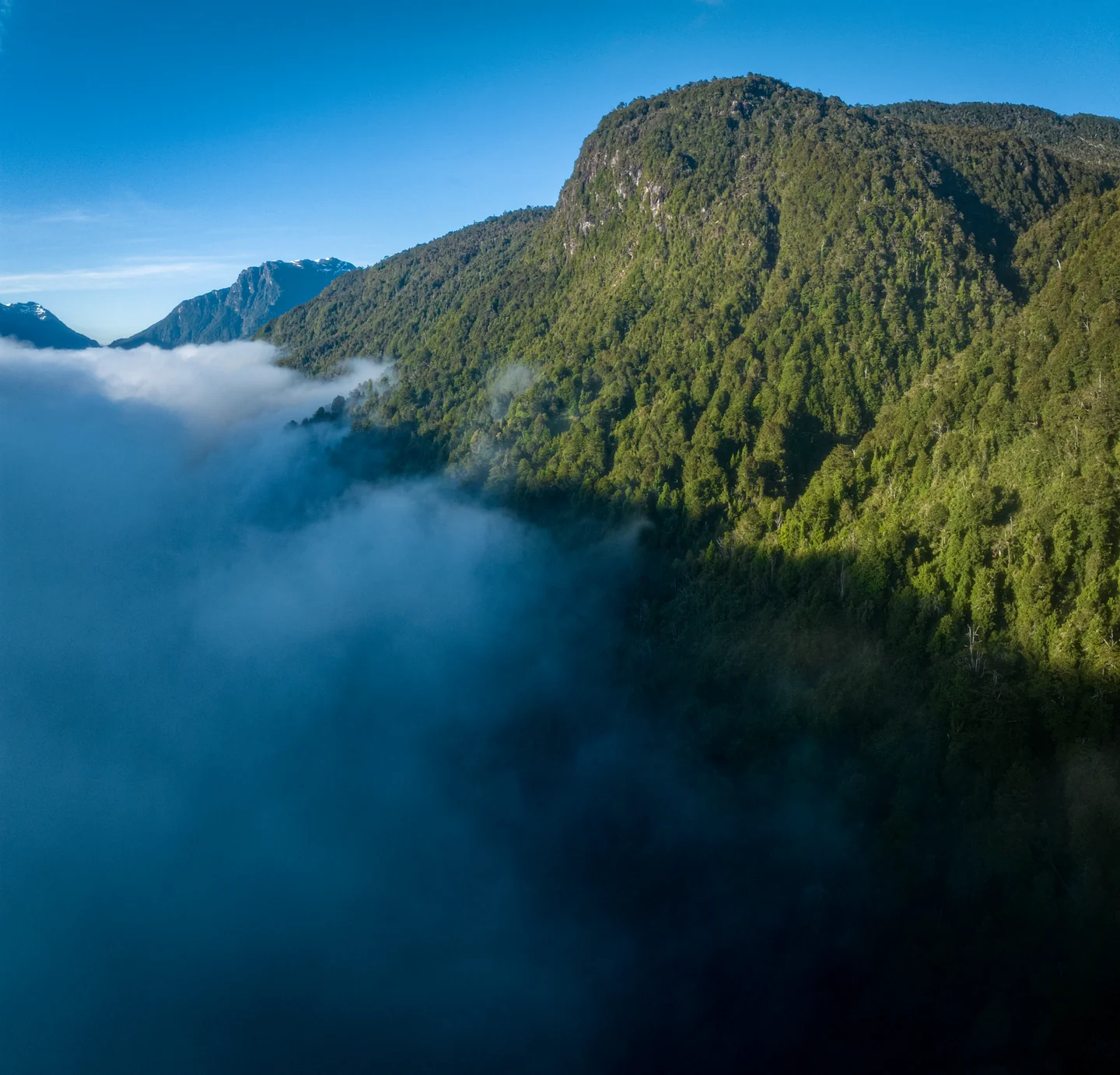 Aerial view of a forested mountain above a blanket of clouds